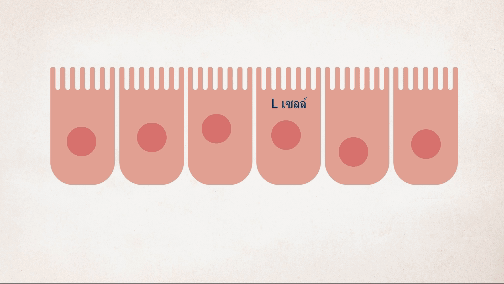 Gut Brain Axis Hormones