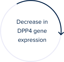 Decrease in DPP4 Gene Expression