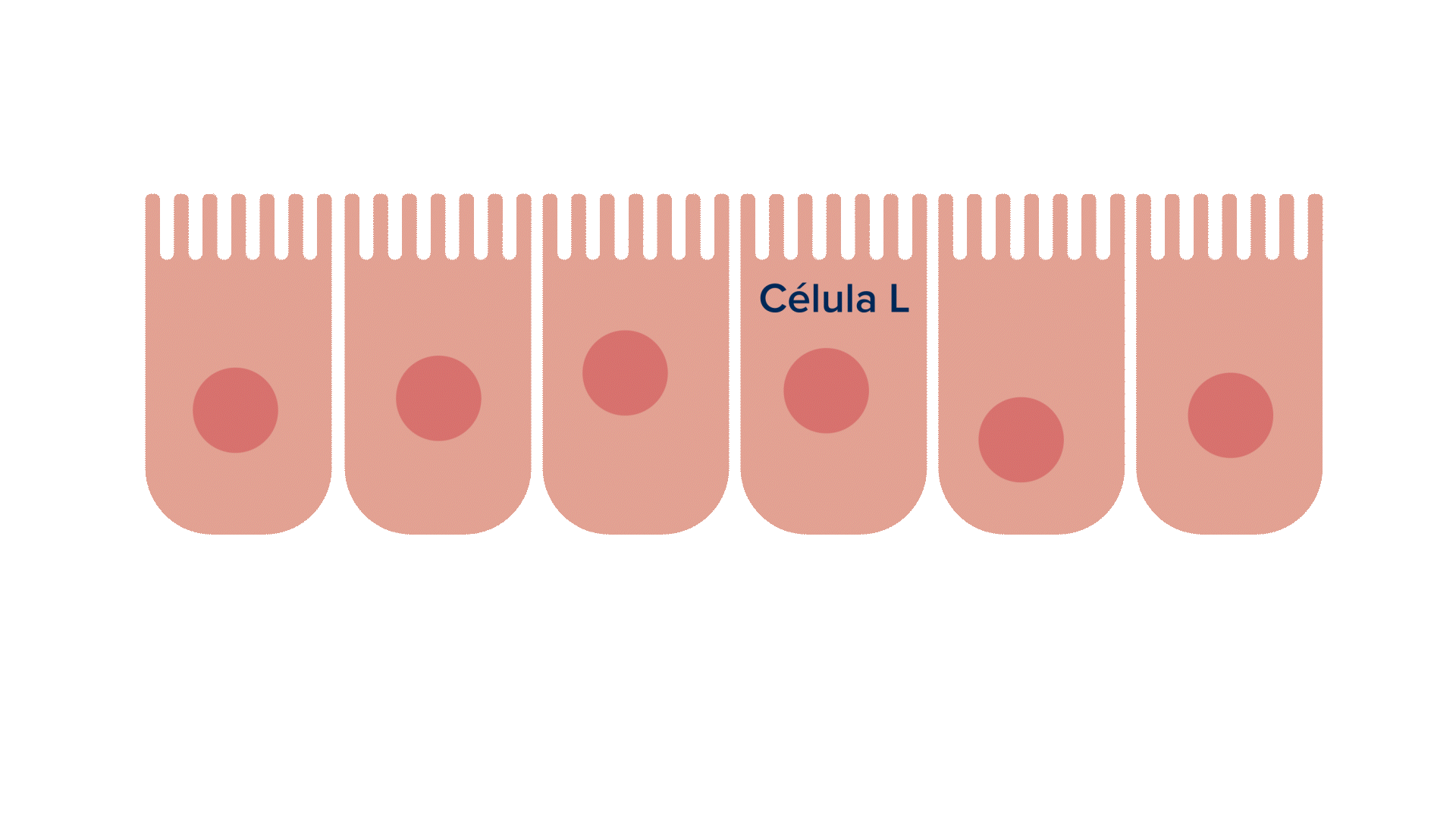 Gut Brain Axis Hormones